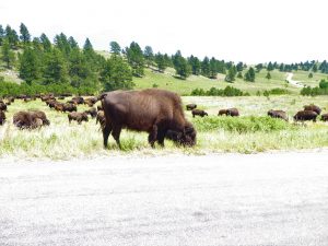 National Parks of South Dakota Bison Herd at Custer State Park