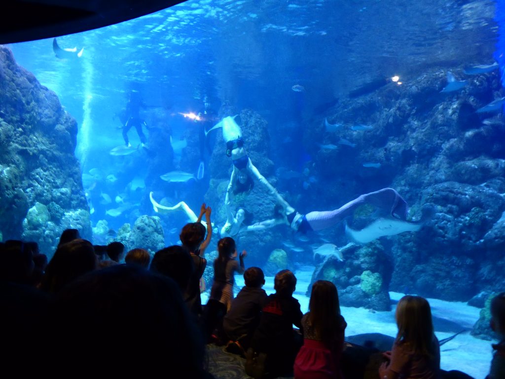 Mermaid Show at Denver Aquarium