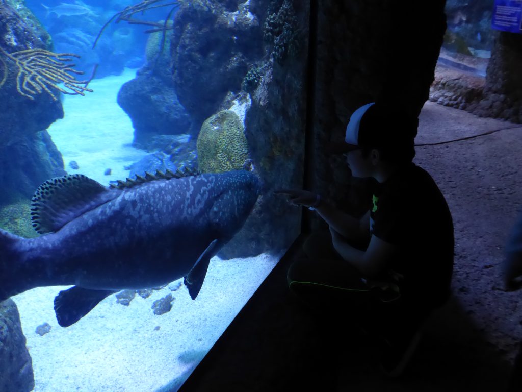Sea life at Aquarium