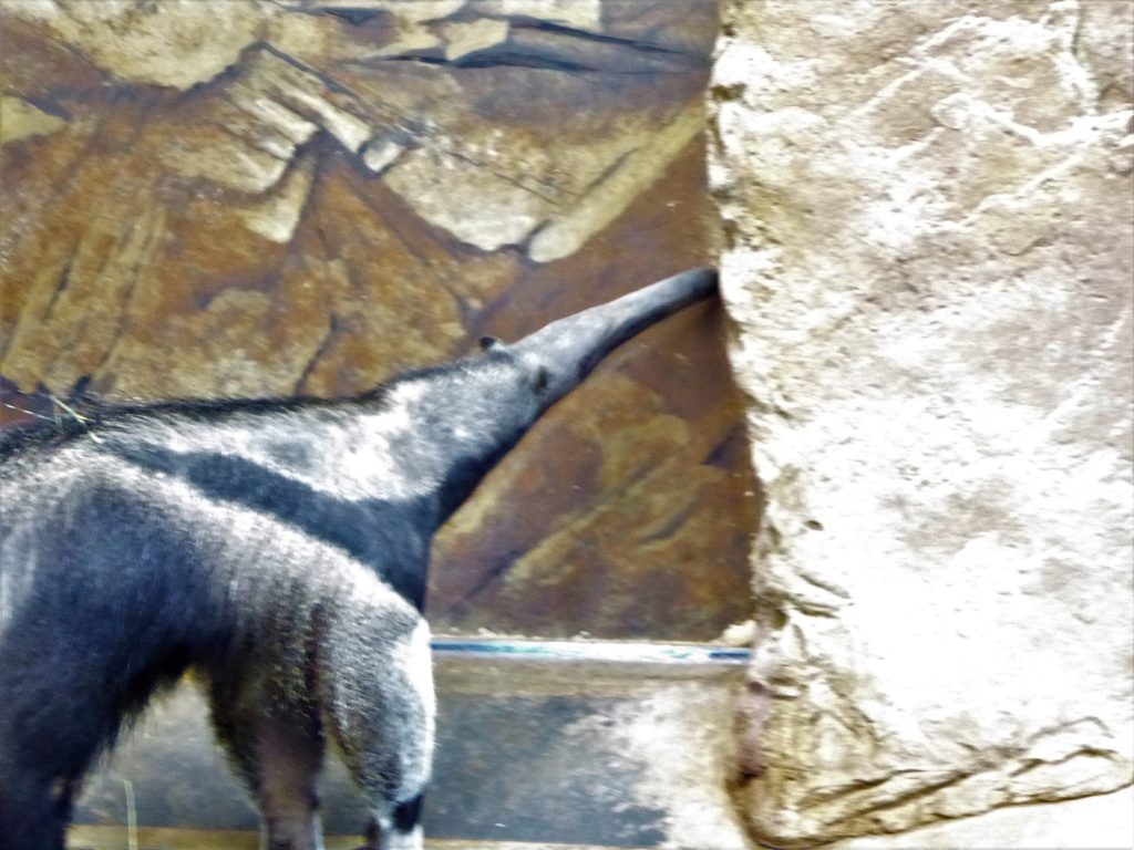 Rolling Hills Zoo anteater