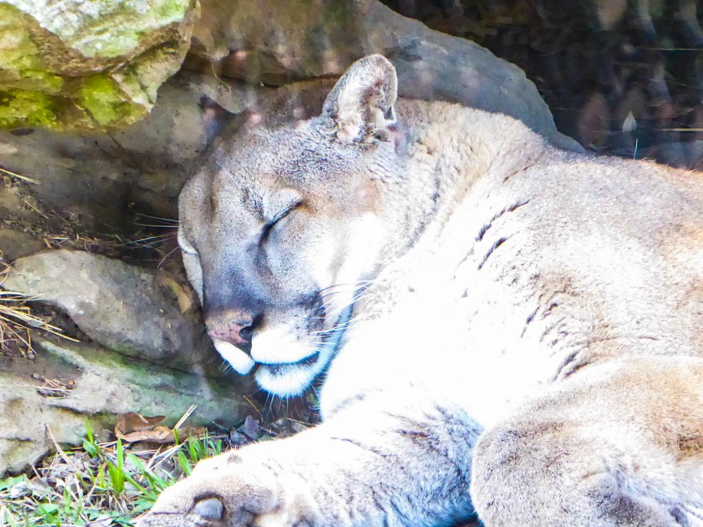 Rolling Hills Zoo Cougar