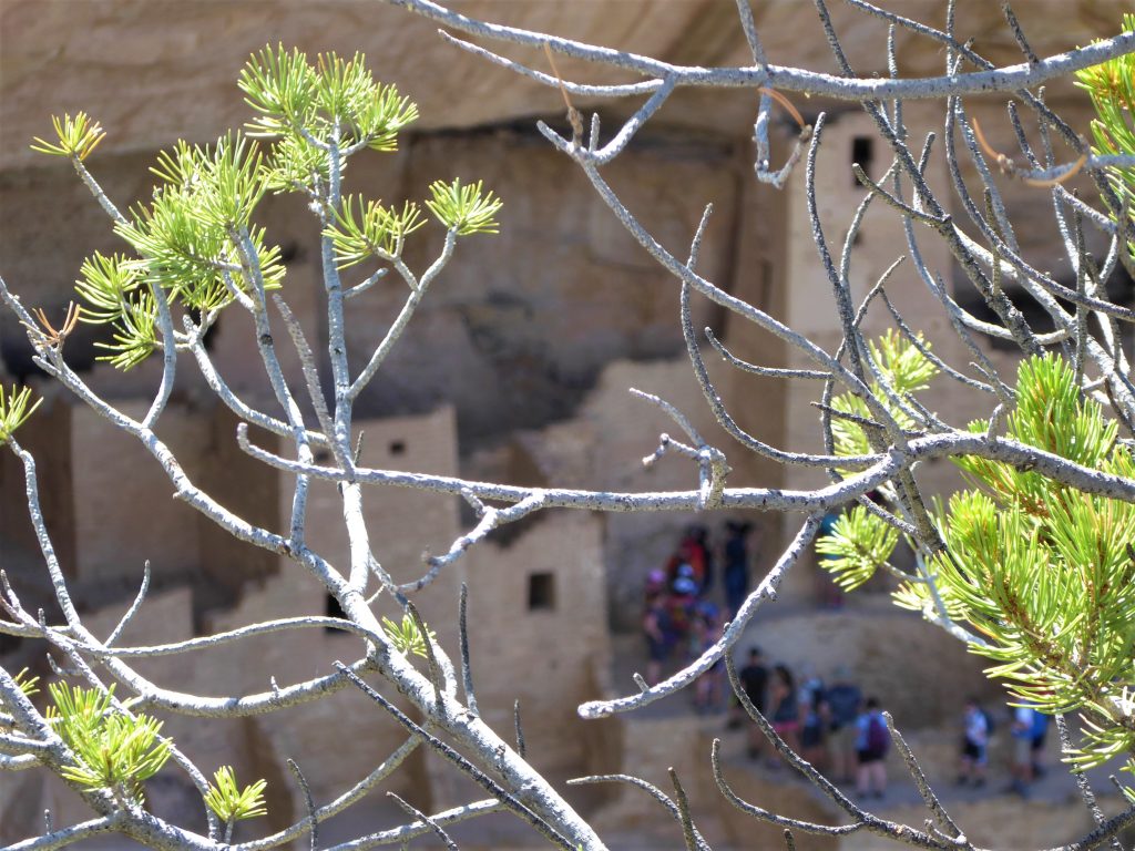 Ultimate Guide to the Cliff Palace Tour Tour Group