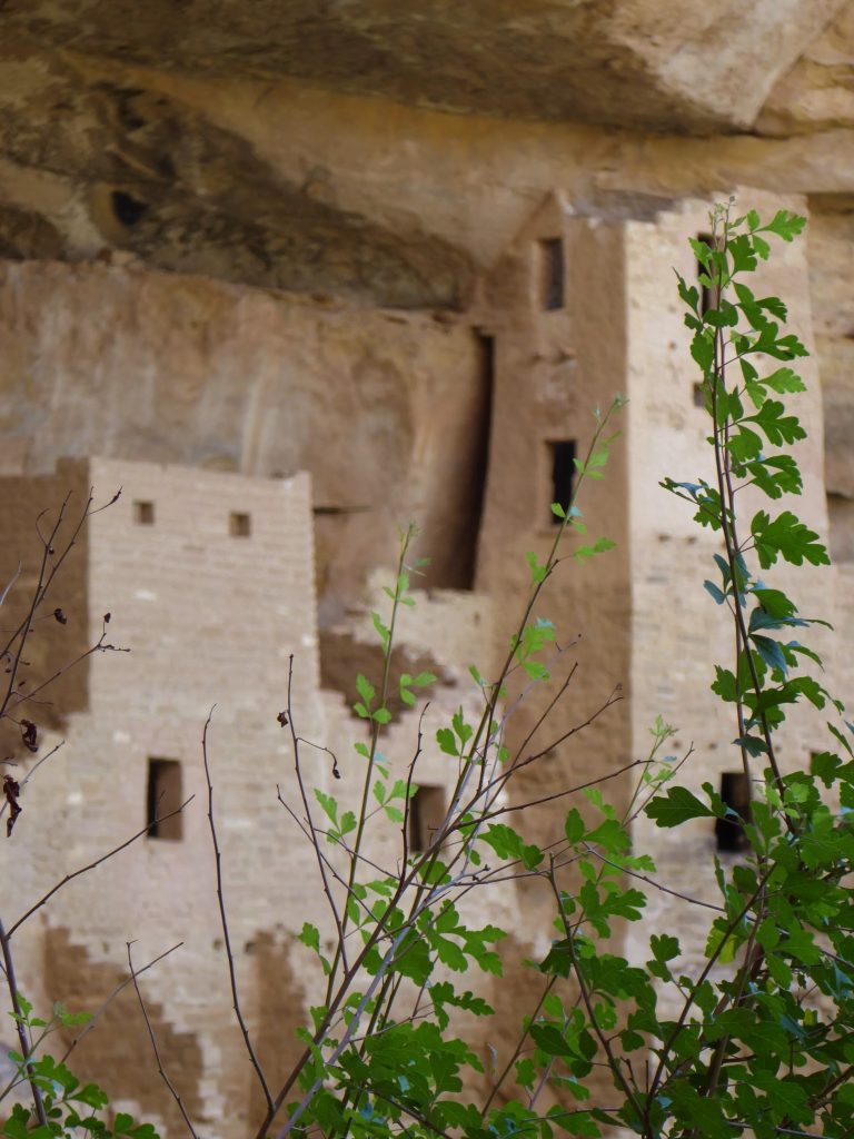 Ultimate Guide to Cliff Palace Tour