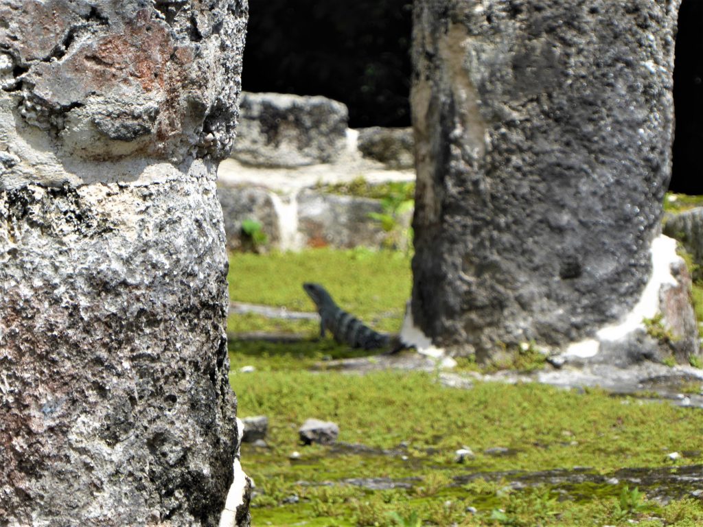 Mayan Ruins of San Gervasio Iguana