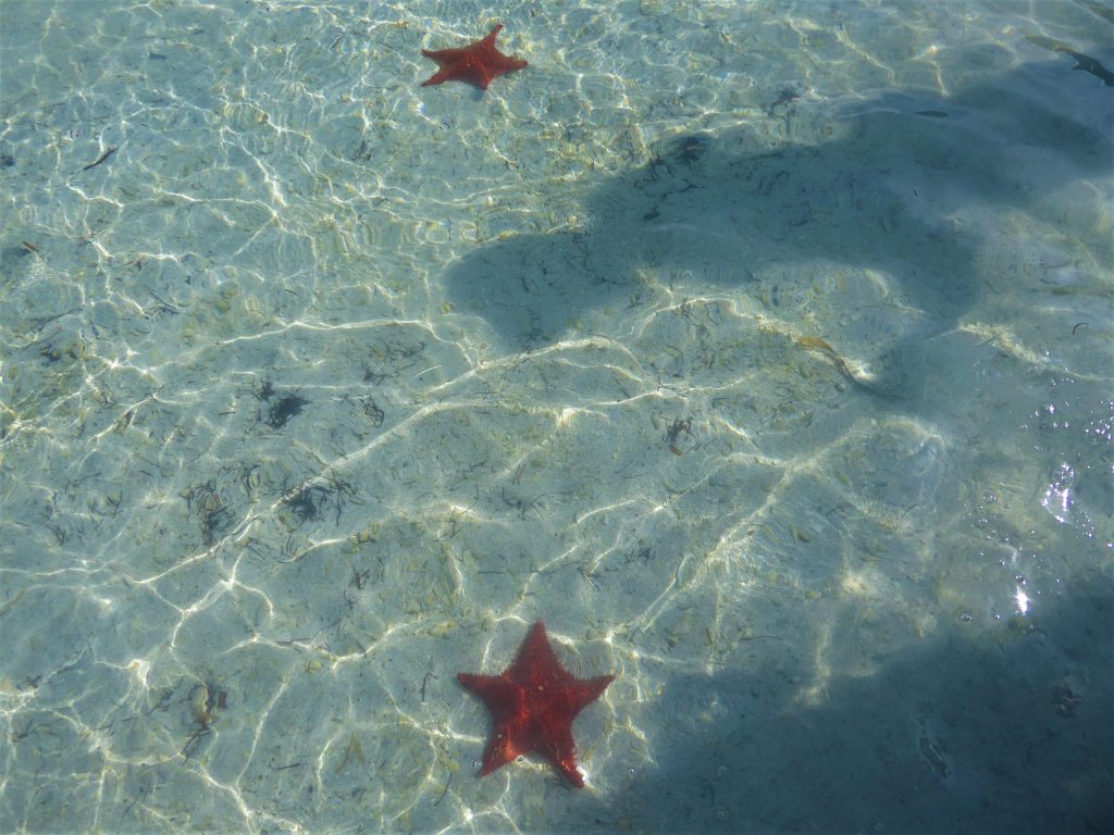 Starfish Island Belize Tide Pool