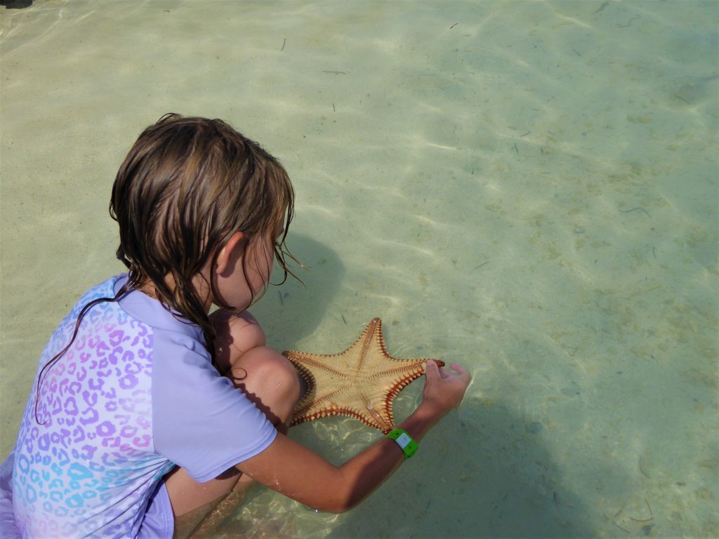 Starfish Island Belize Starfish Underside