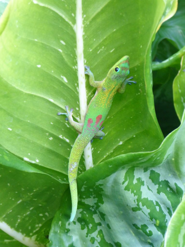 Gecko Waimea Botanical Garden