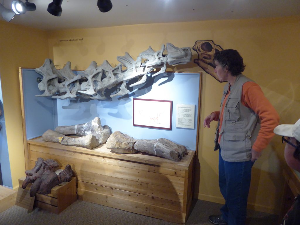 Morrison Natural History Museum Apatosaurus Ajax