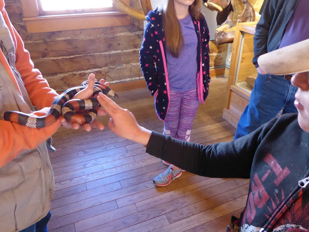 Morrison Natural History Museum Milk Snake