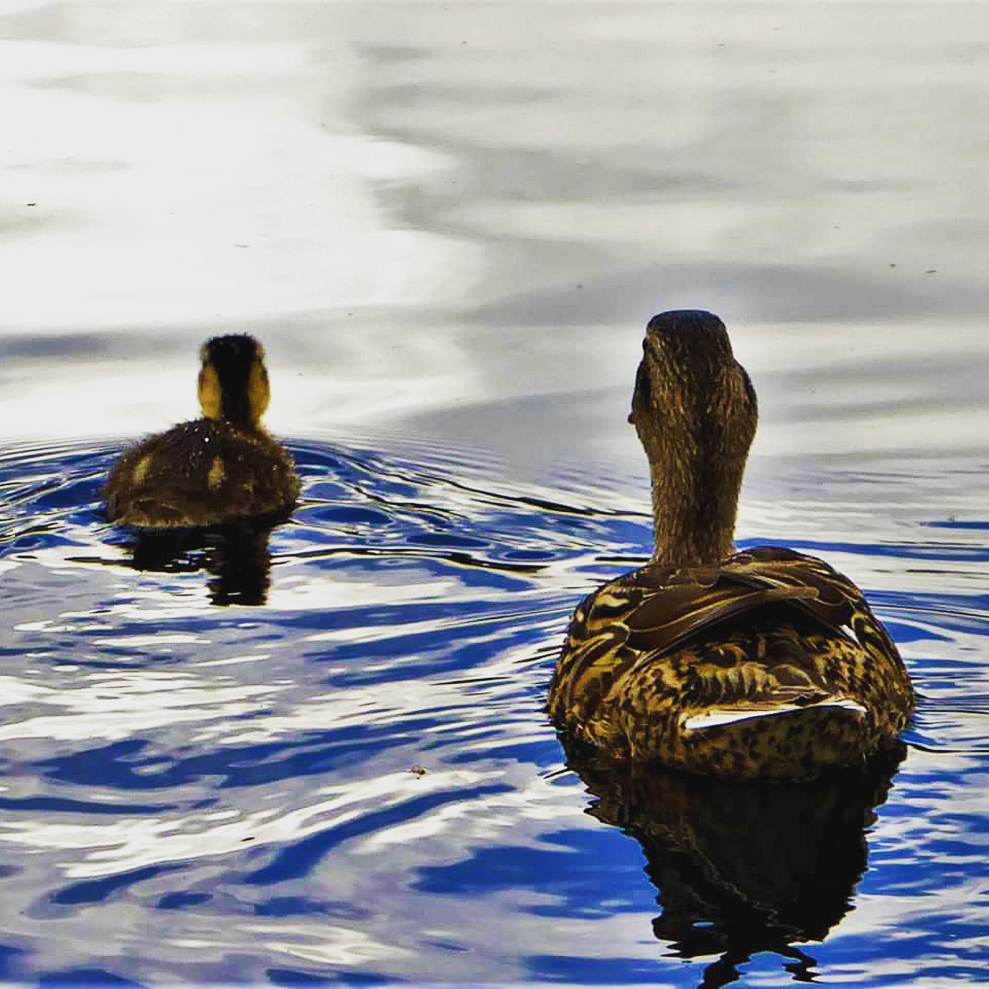 Denver Botanic Gardens Duck family