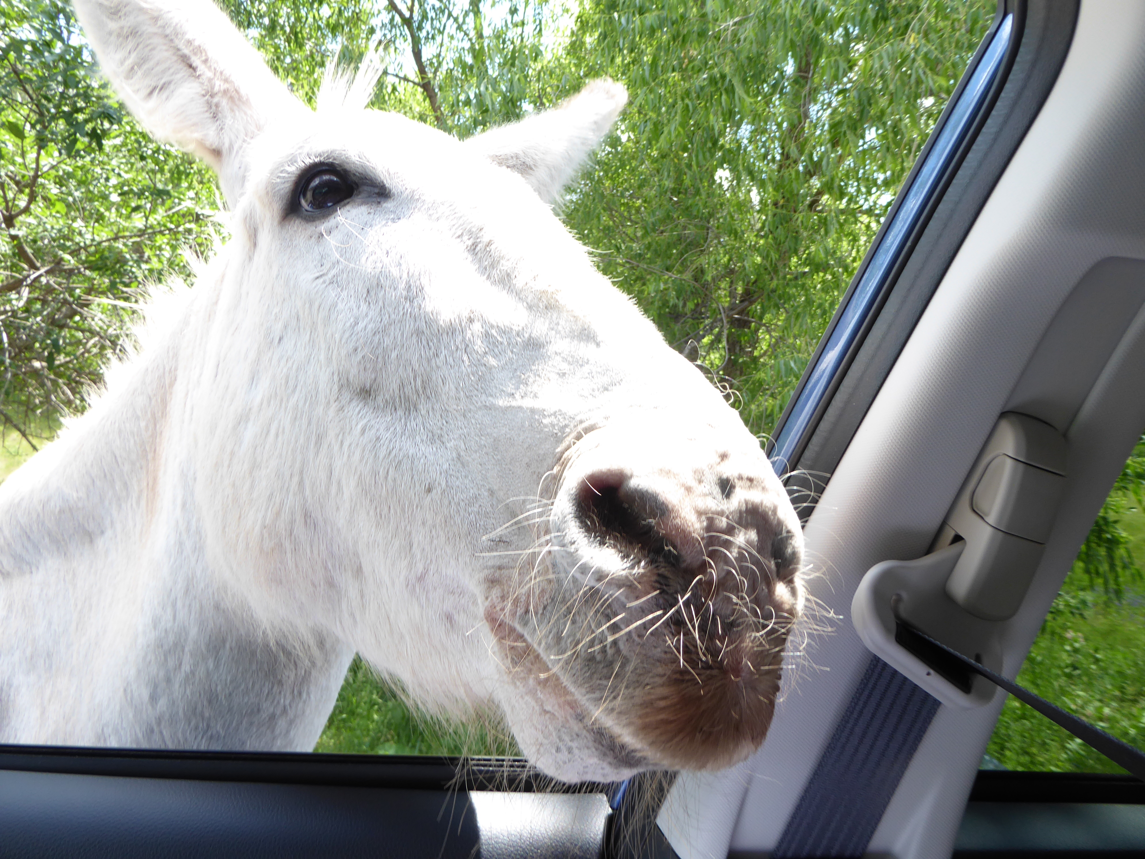 Burro eats treats at Custer State Park