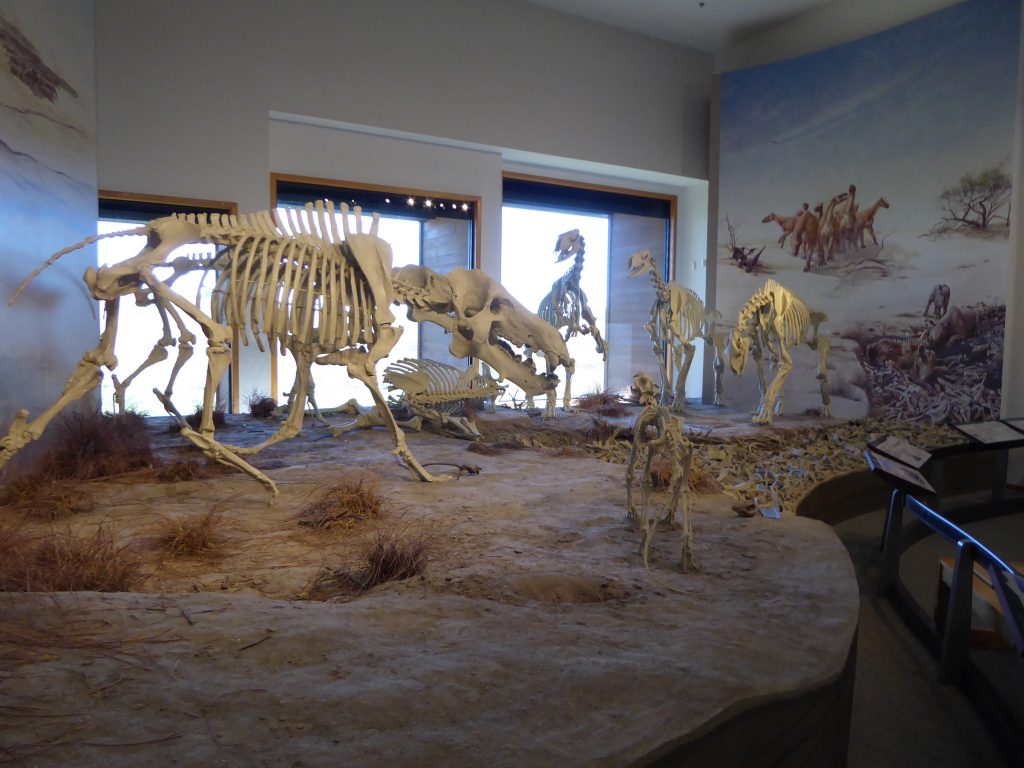Vacation in Nebraska Fossils