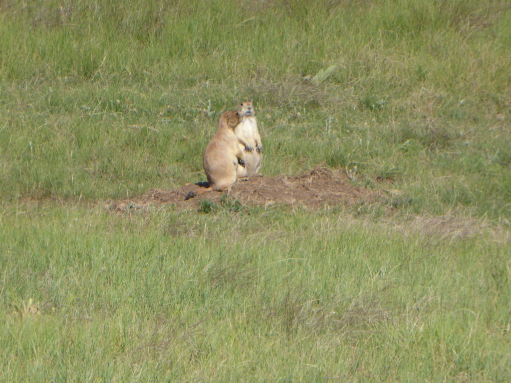Prairie dogs, bison, coyotes, and deer were seen at Wind Cave National Park