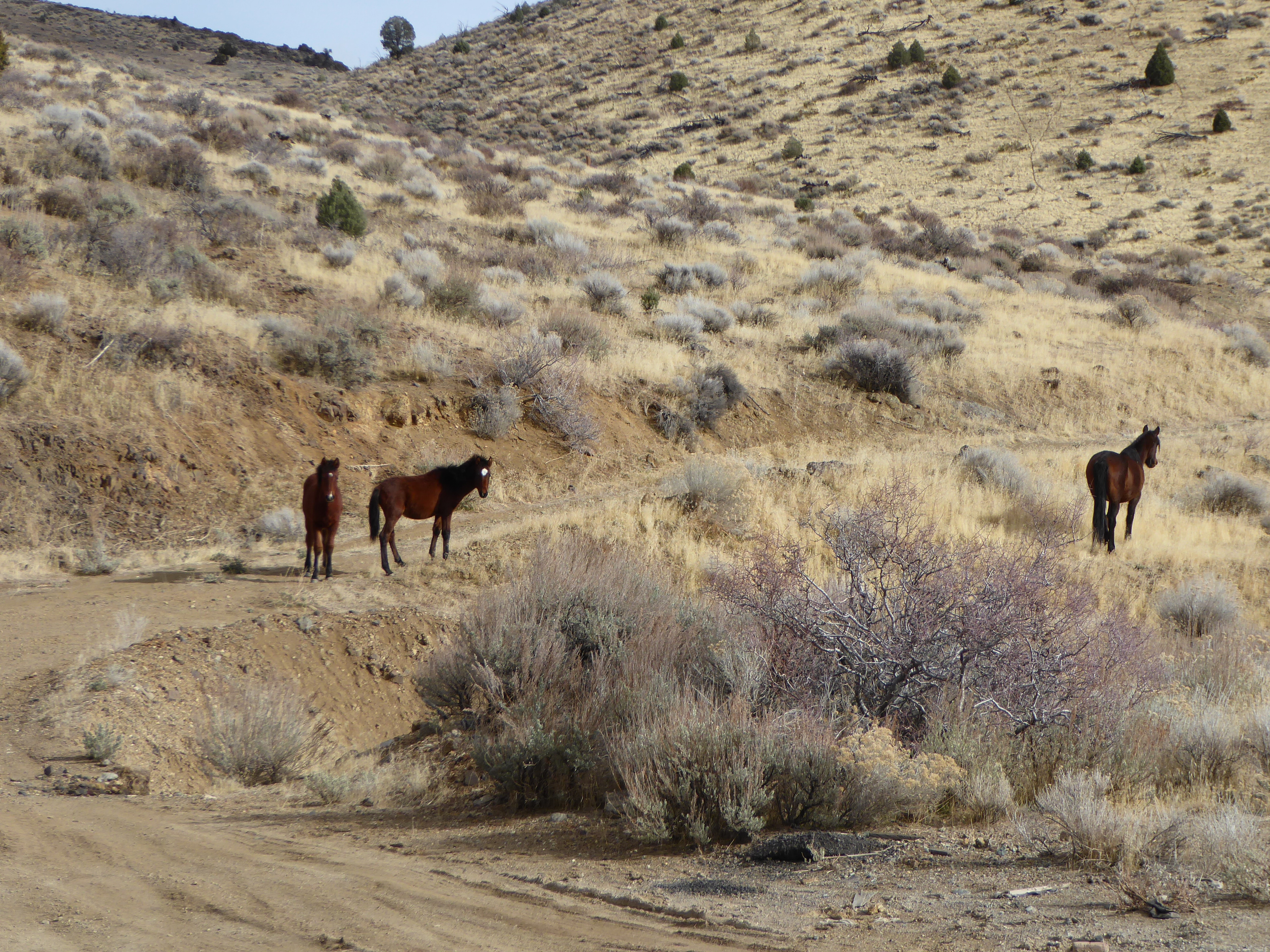 Horses of Virginia City