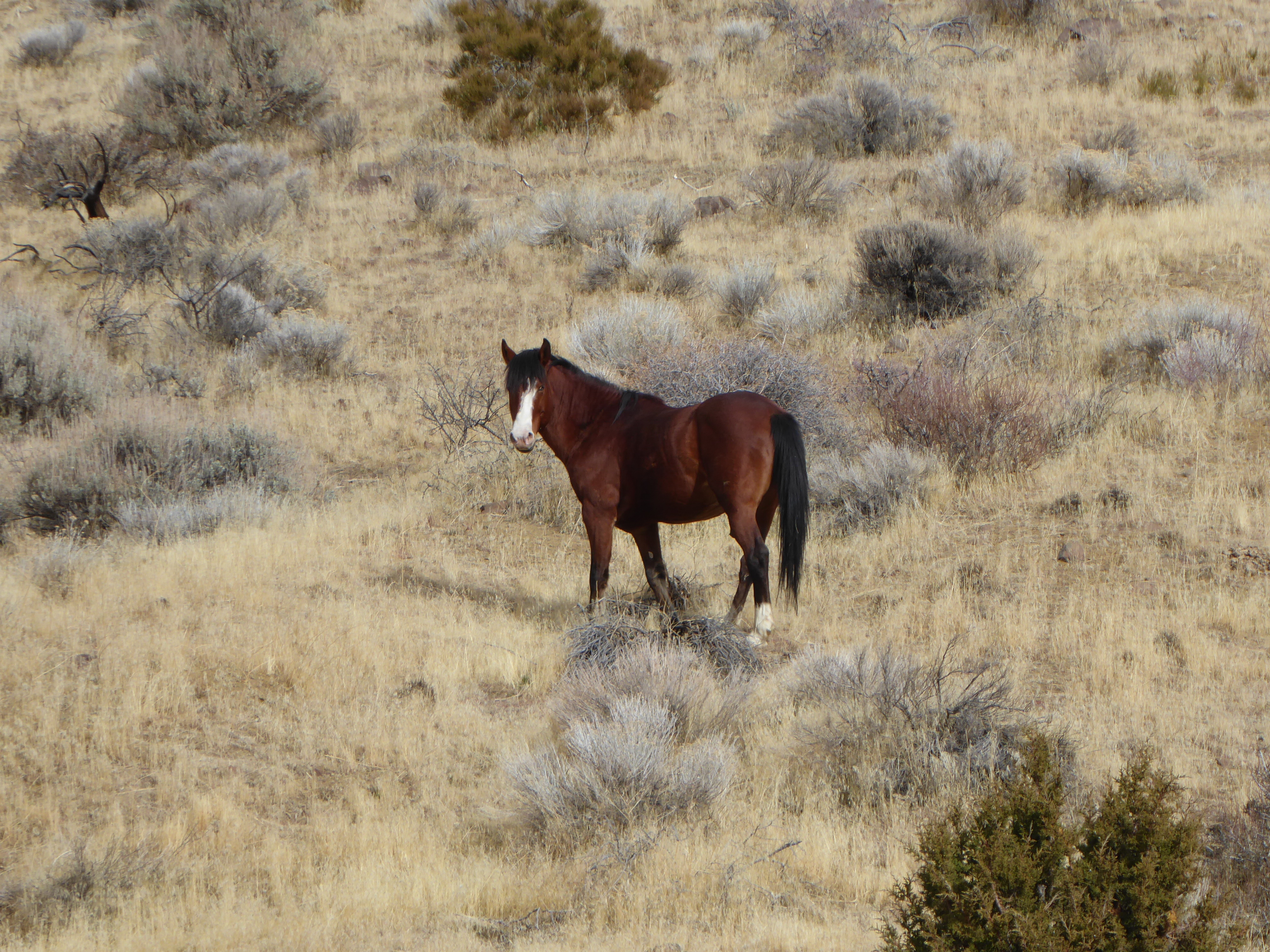 Wild Horse