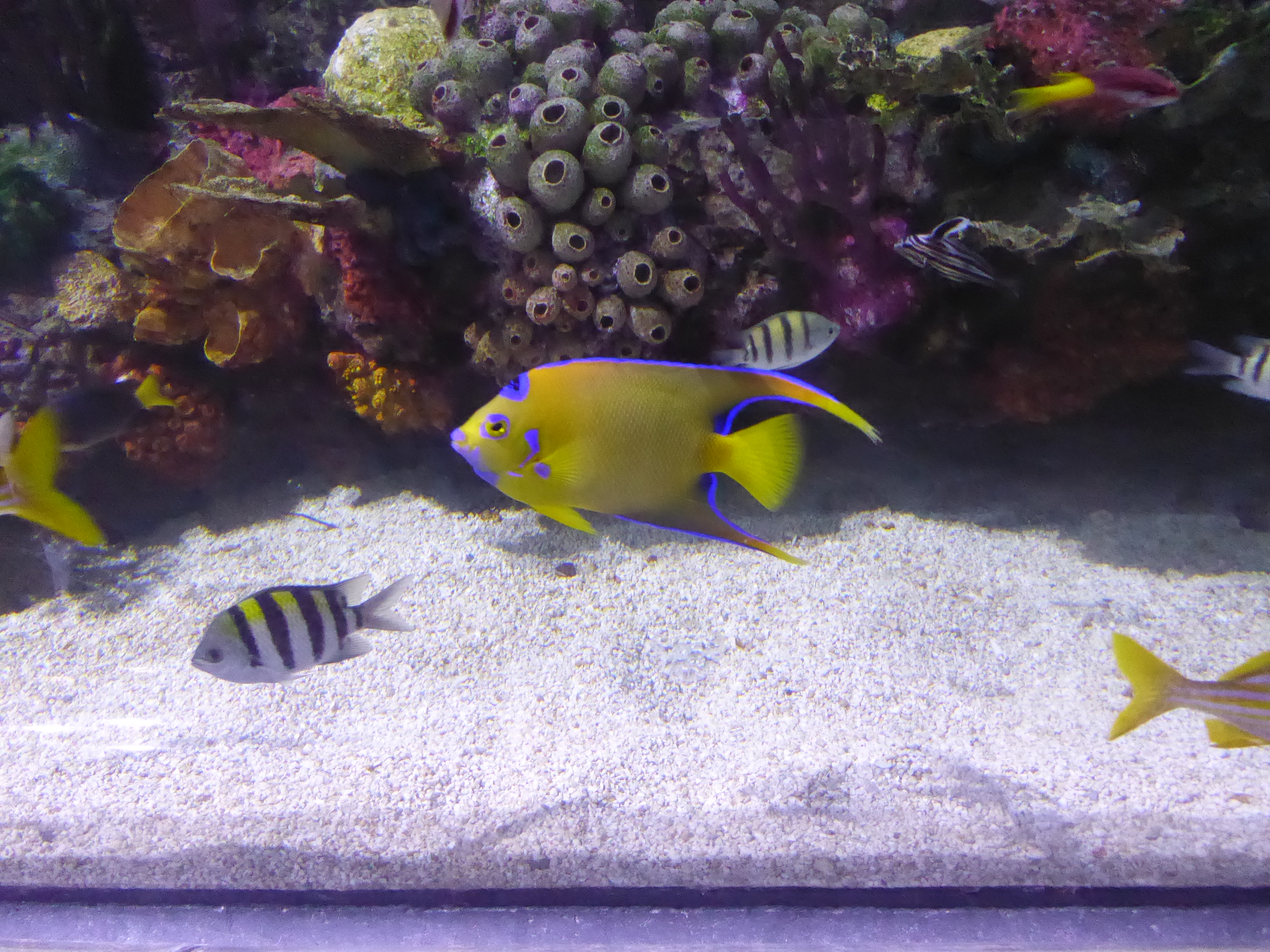 Colorful fish