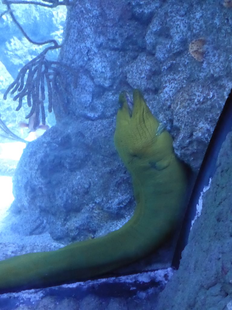 Aquarium Eel