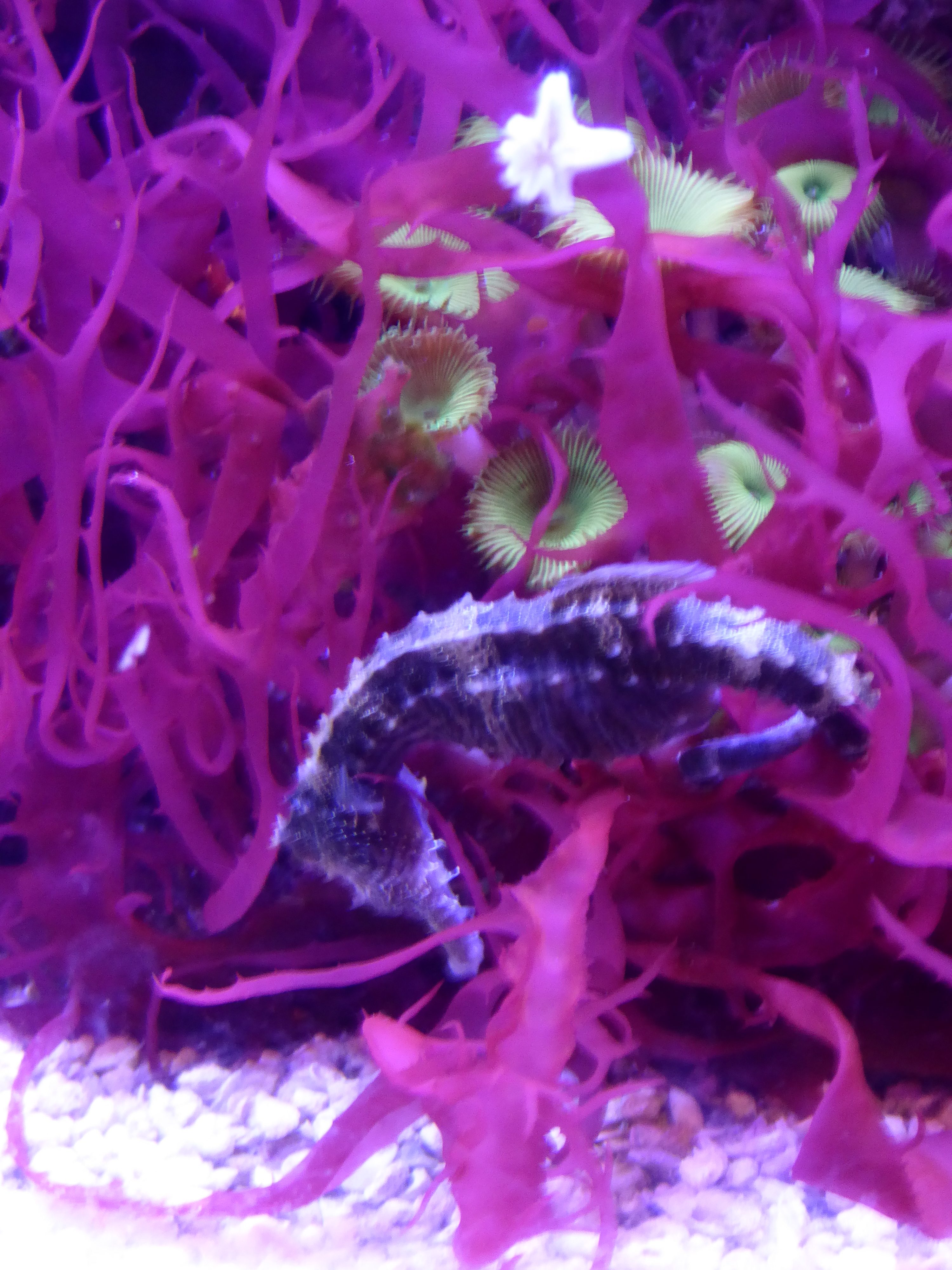 Aquarium Seahorse