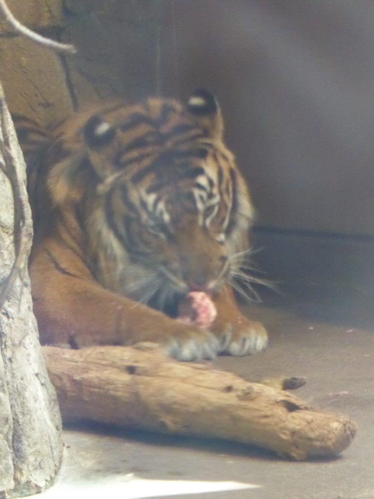 Sumatran Tiger Feast