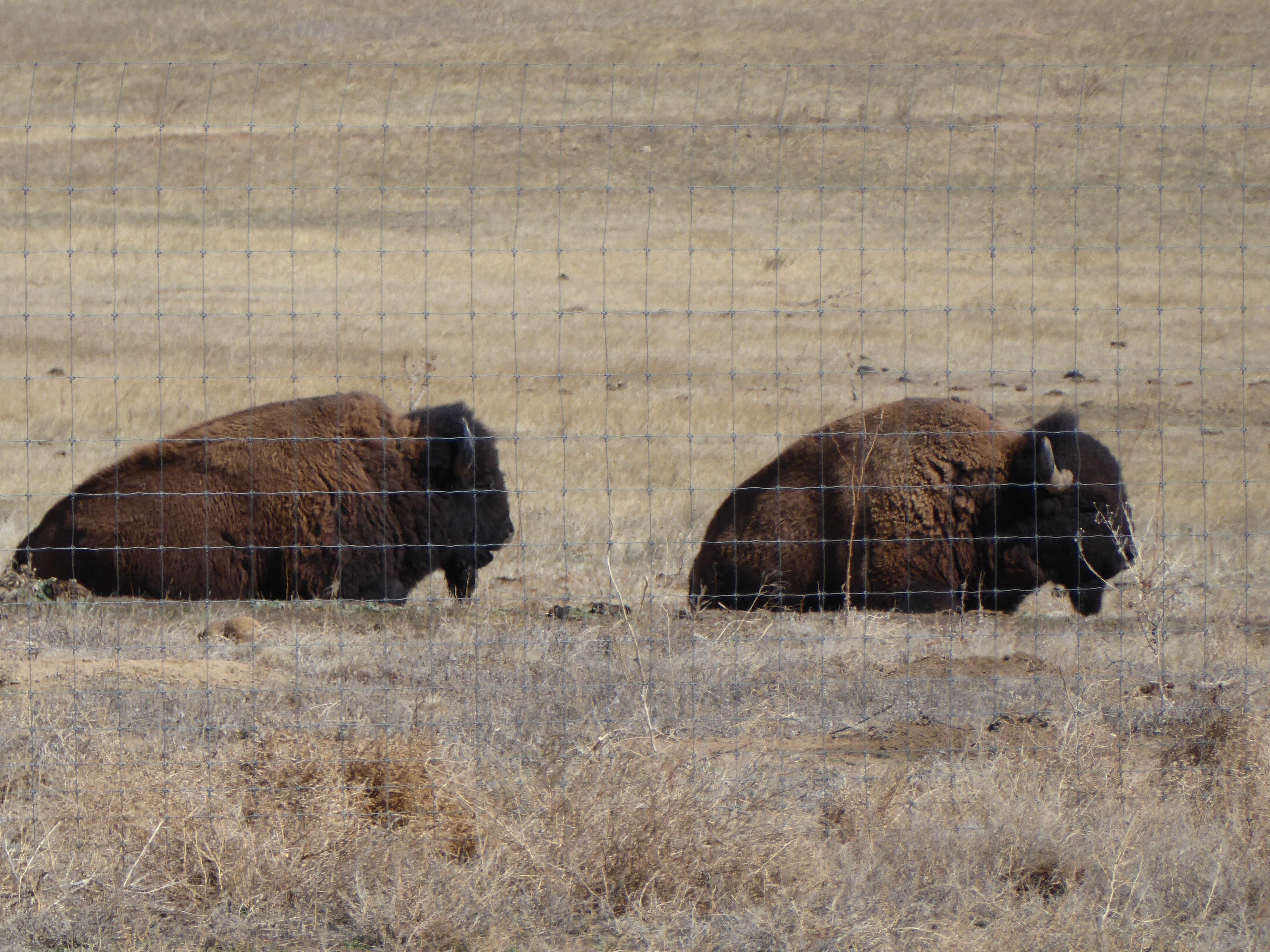 Wildlife preserve for bison