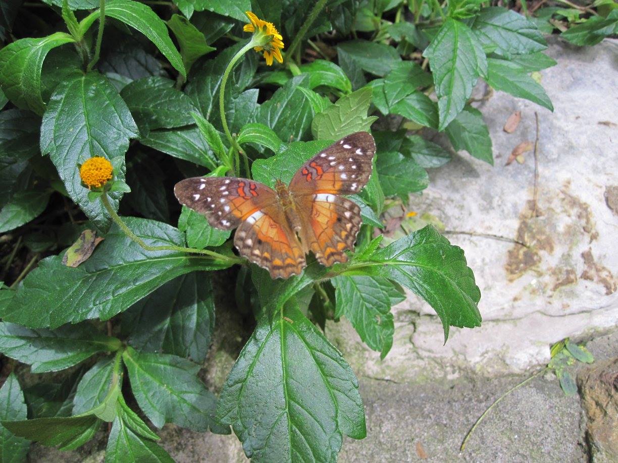 Butterfly Pavilion