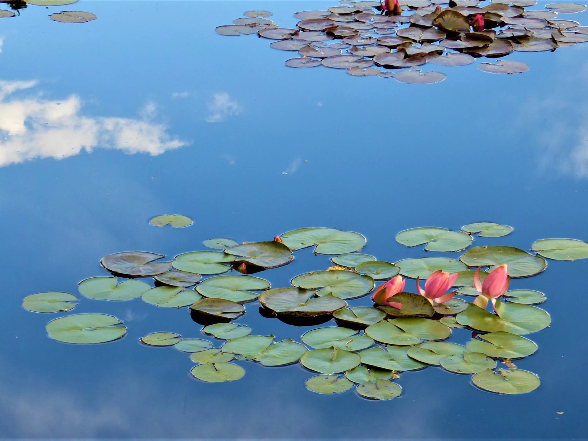 Lily pads