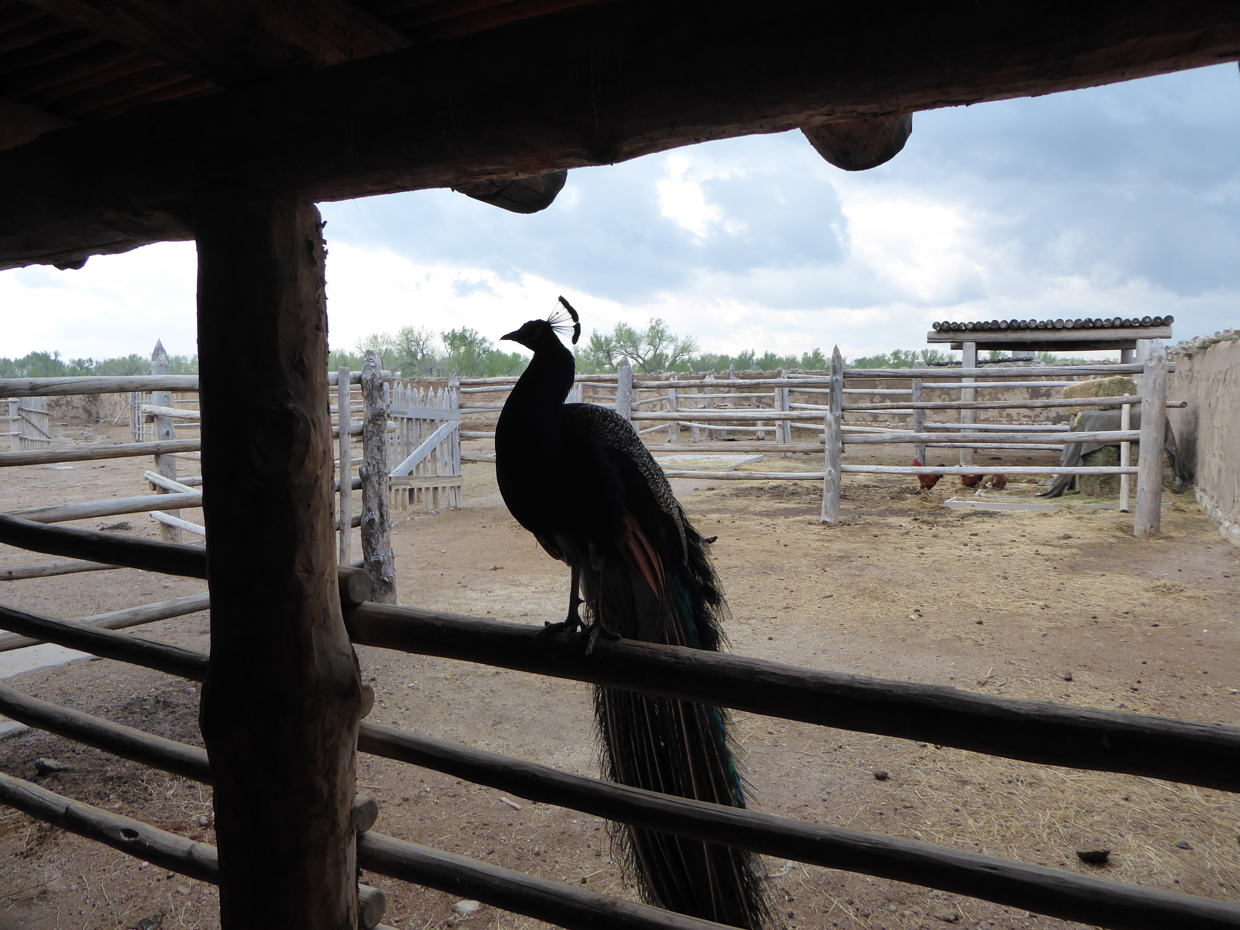 Western Fort Peacock