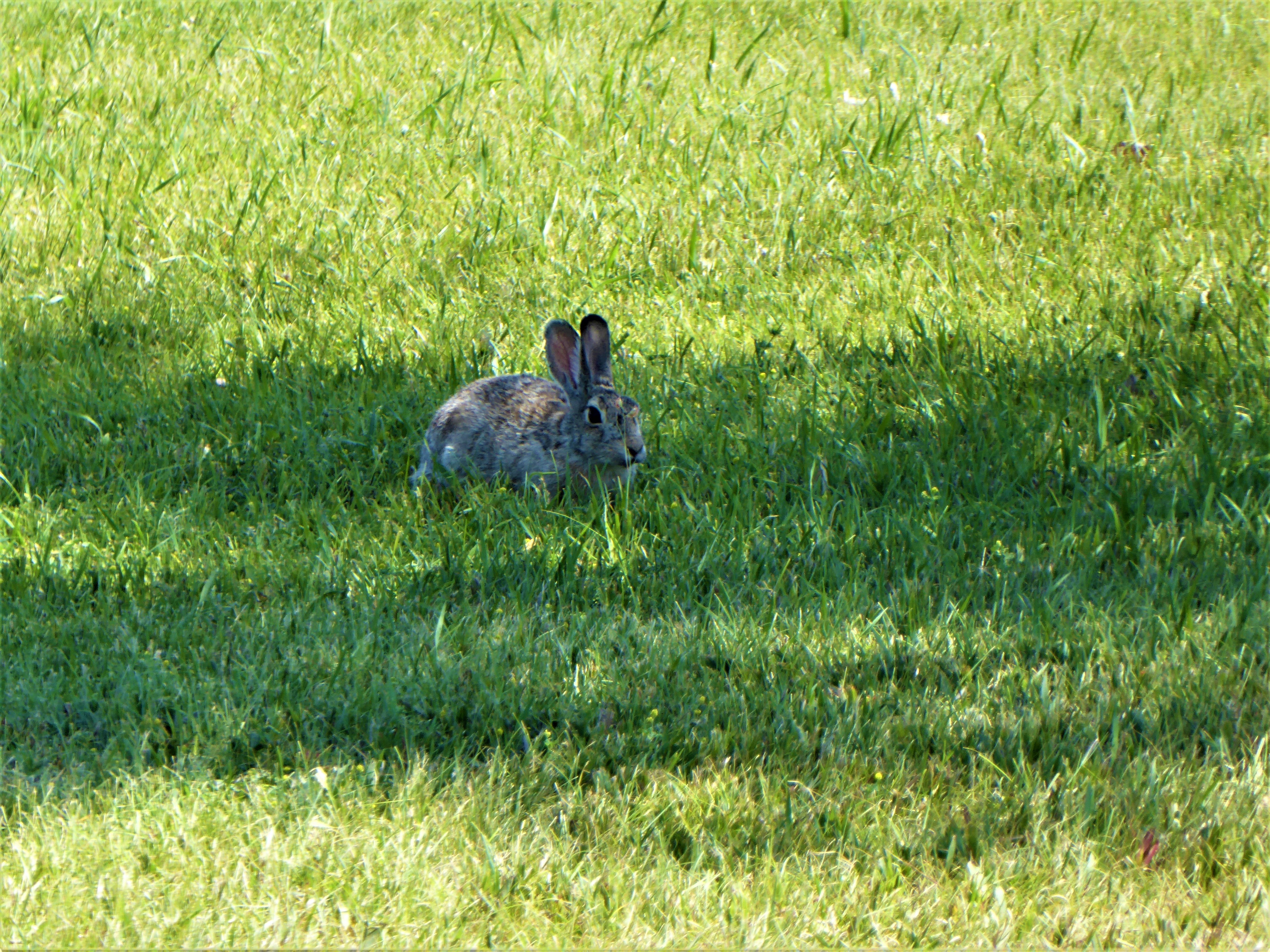 Fort Laramie Rabbit