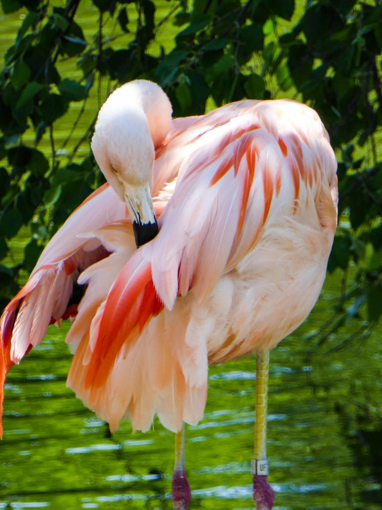 Rolling Hills Zoo Flamingo