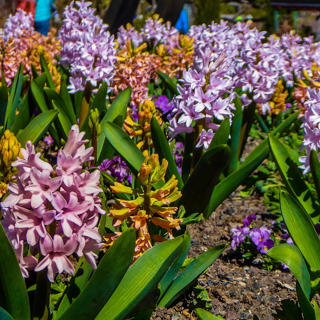 Take Time to Smell the “Stinky Flower” at Denver Botanic Gardens
