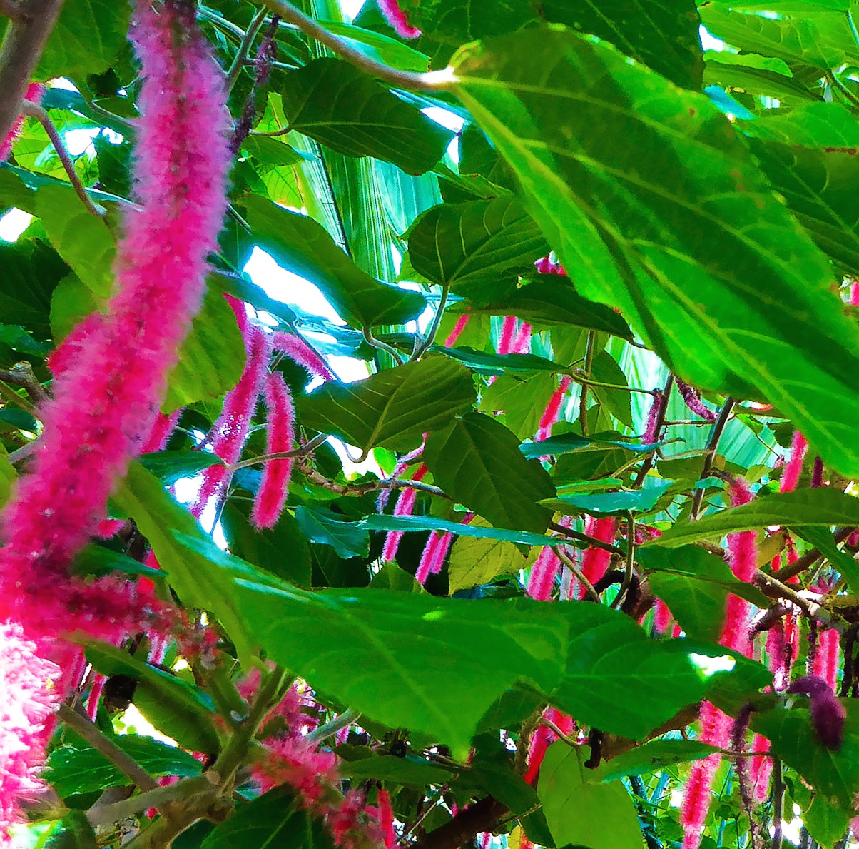 Denver Botanic Gardens Tropical Tree