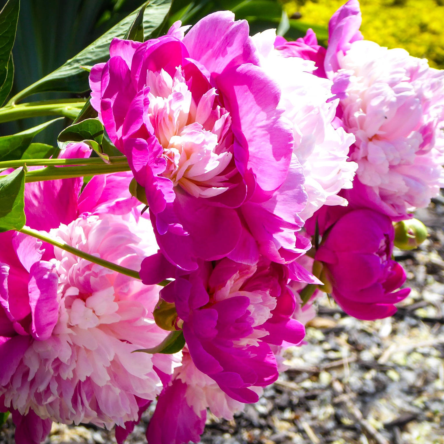 Denver Botanic Gardens Chatfield Farms