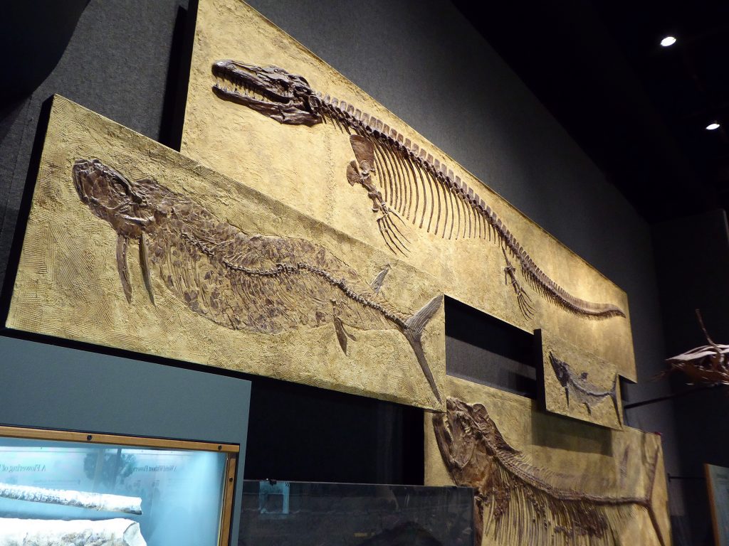 Denver Museum of Nature and Science Prehistoric Ocean Life