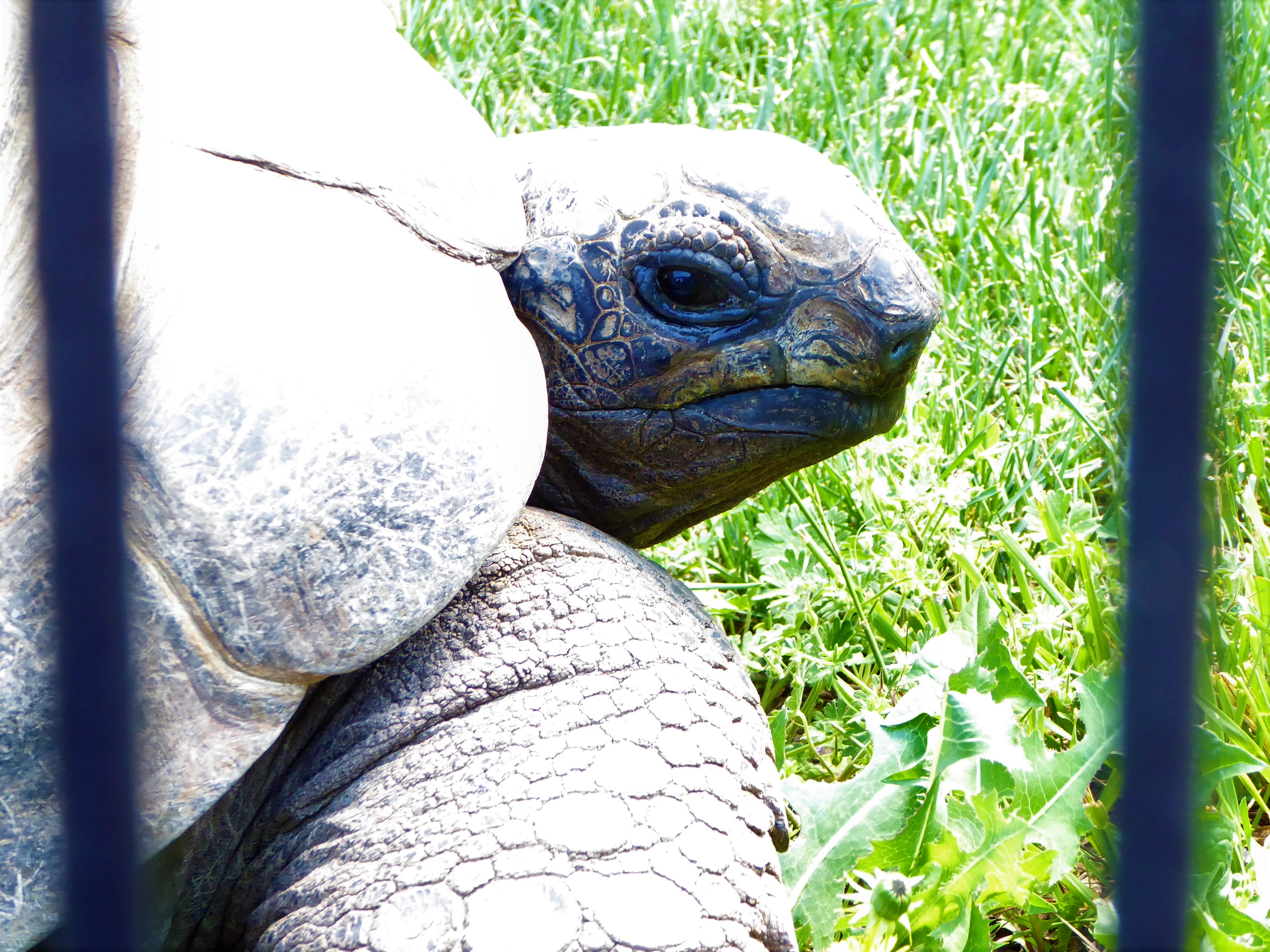 Rolling Hills Zoo Tortoise