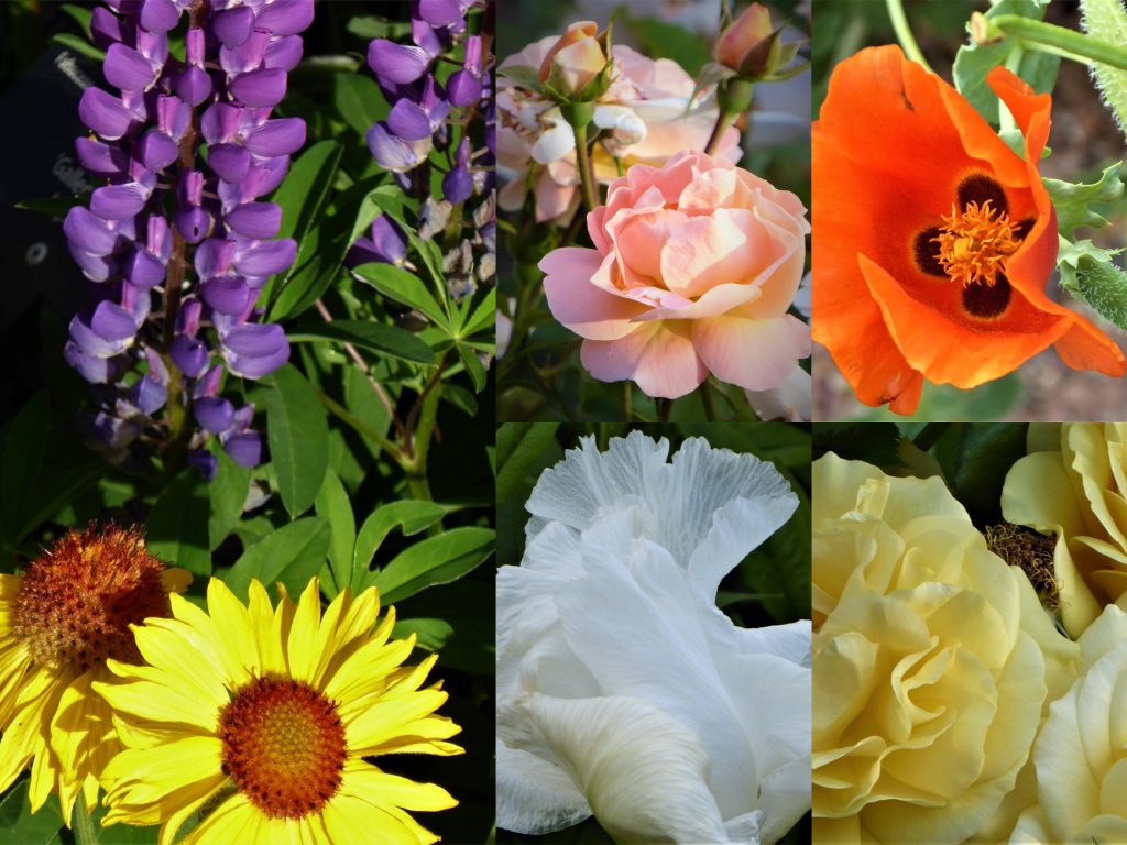 Denver Botanic Gardens Blooms