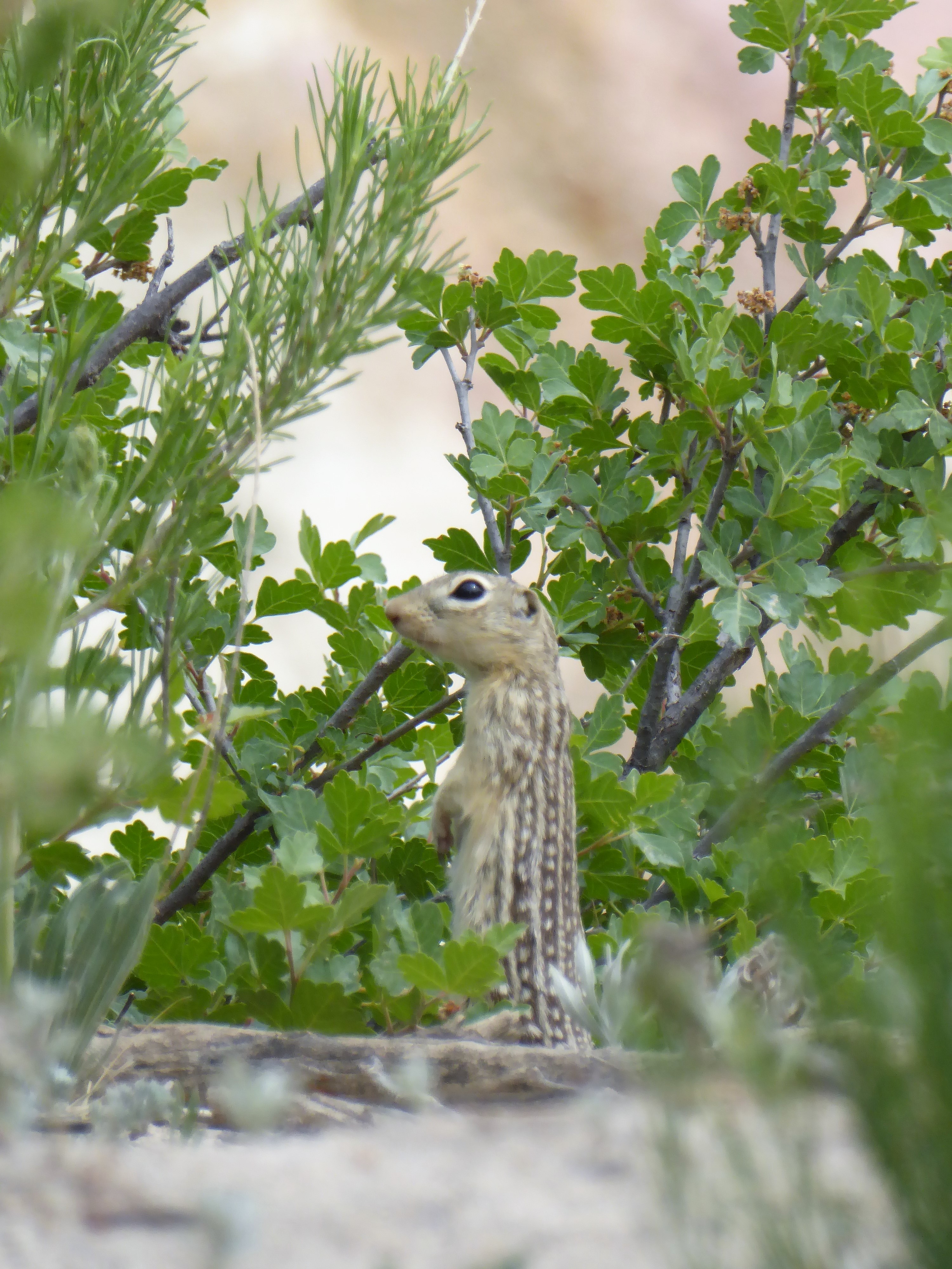 Paint Mines Interpretive Park Chipmunk