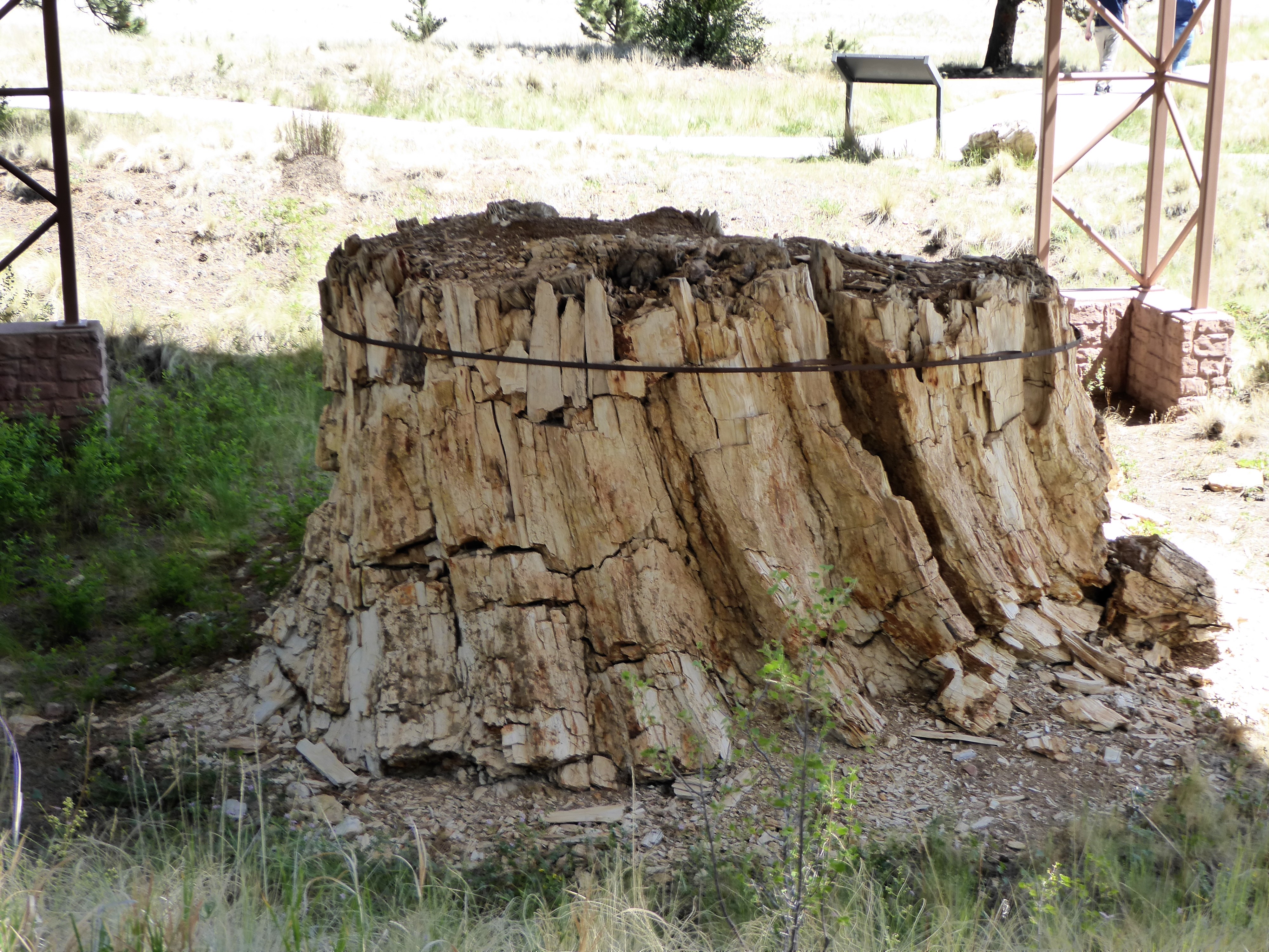 Florissant Fossil Beds petrified stump