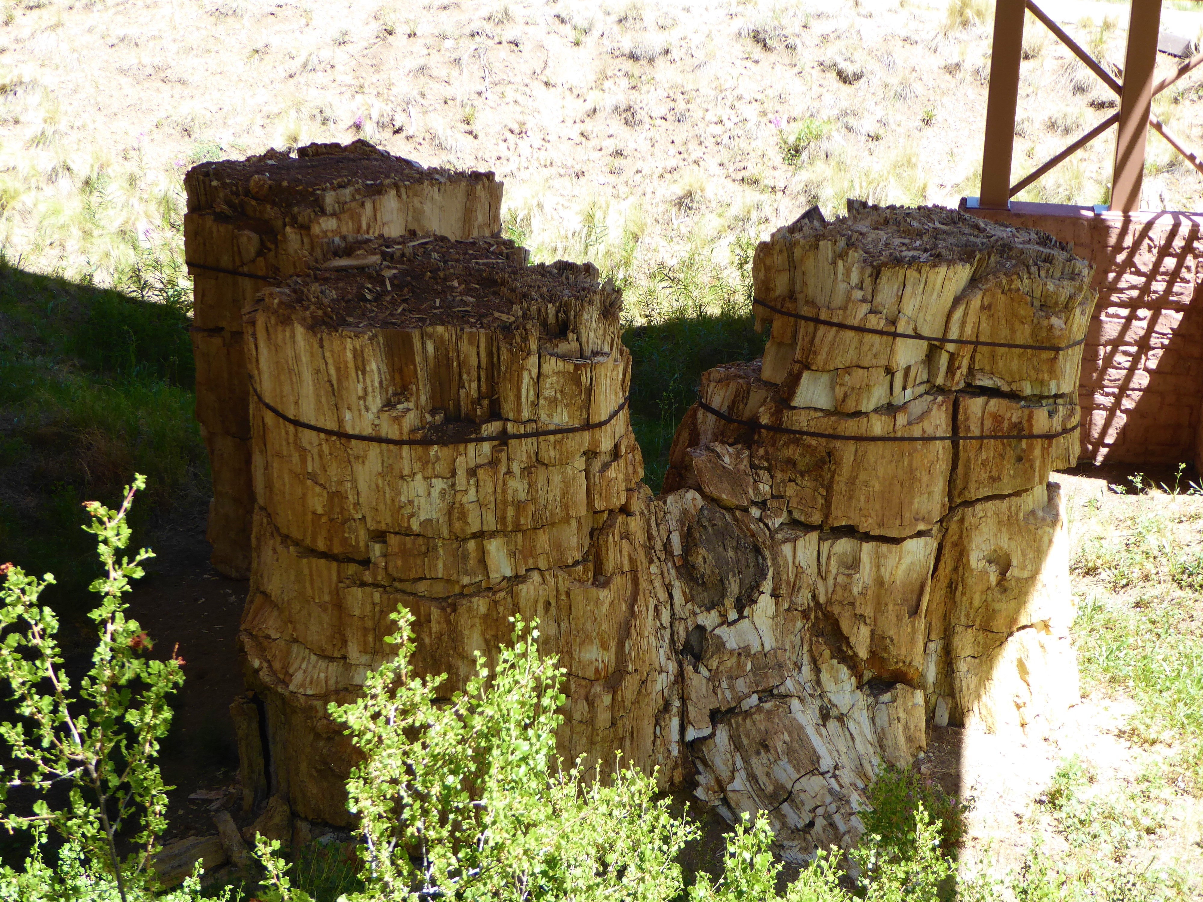 Florissant Fossil Beds Three Stumps