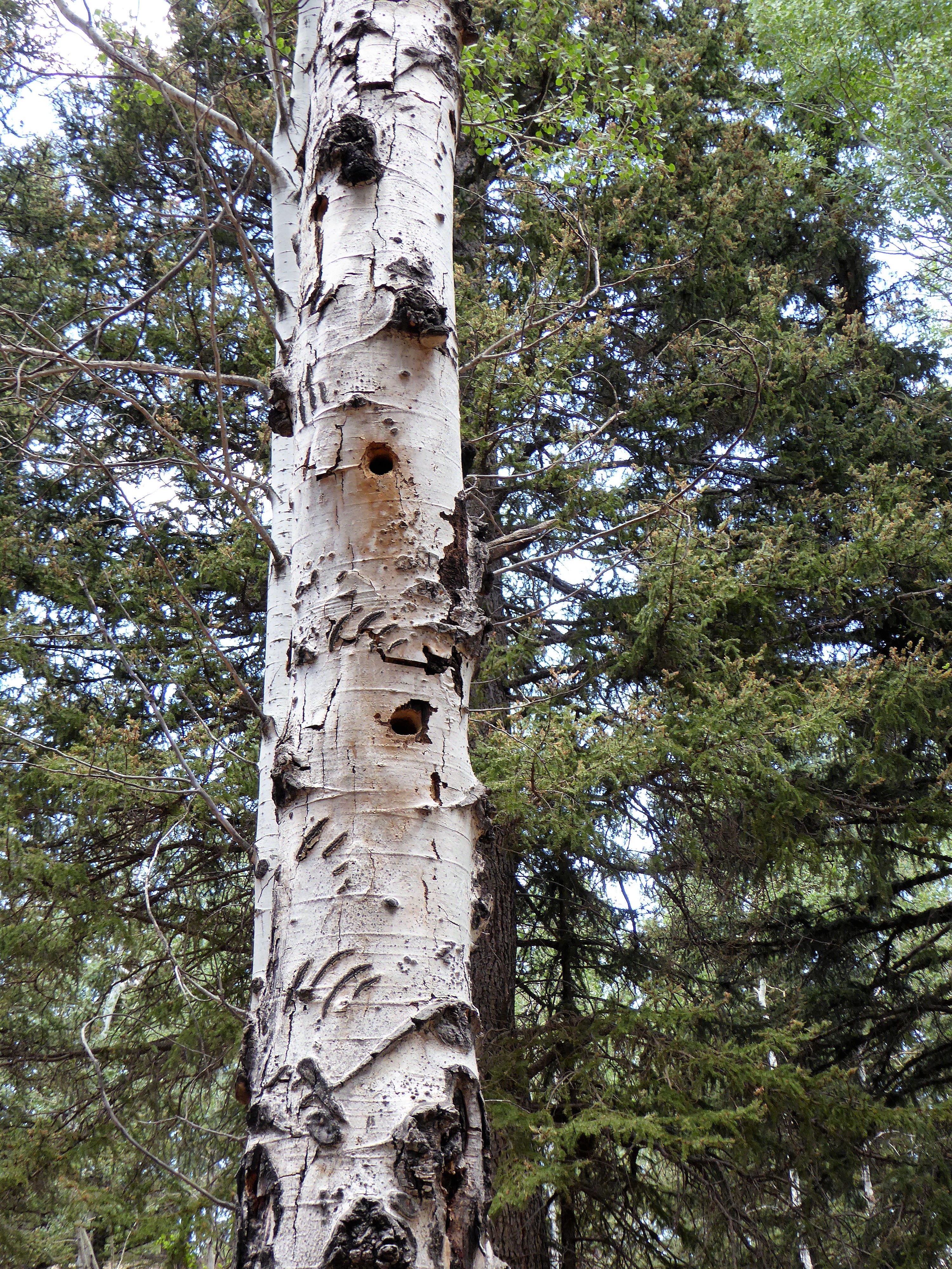 Florissant Fossil Beds Bear Scratches