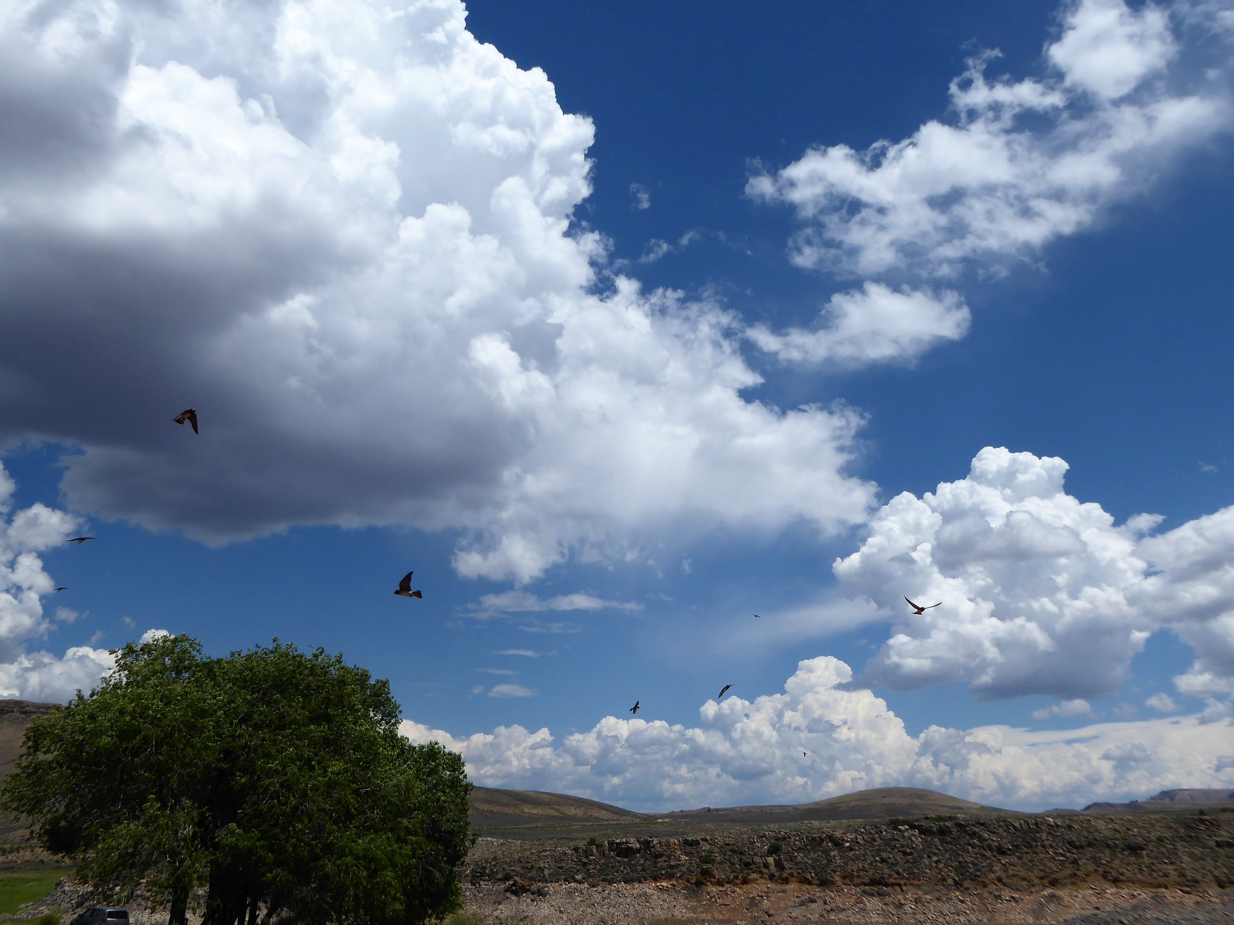 Black Canyon of the Gunnison National Park Curecanti Birds