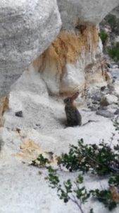 Paint Mines Interpretive Park Rabbit