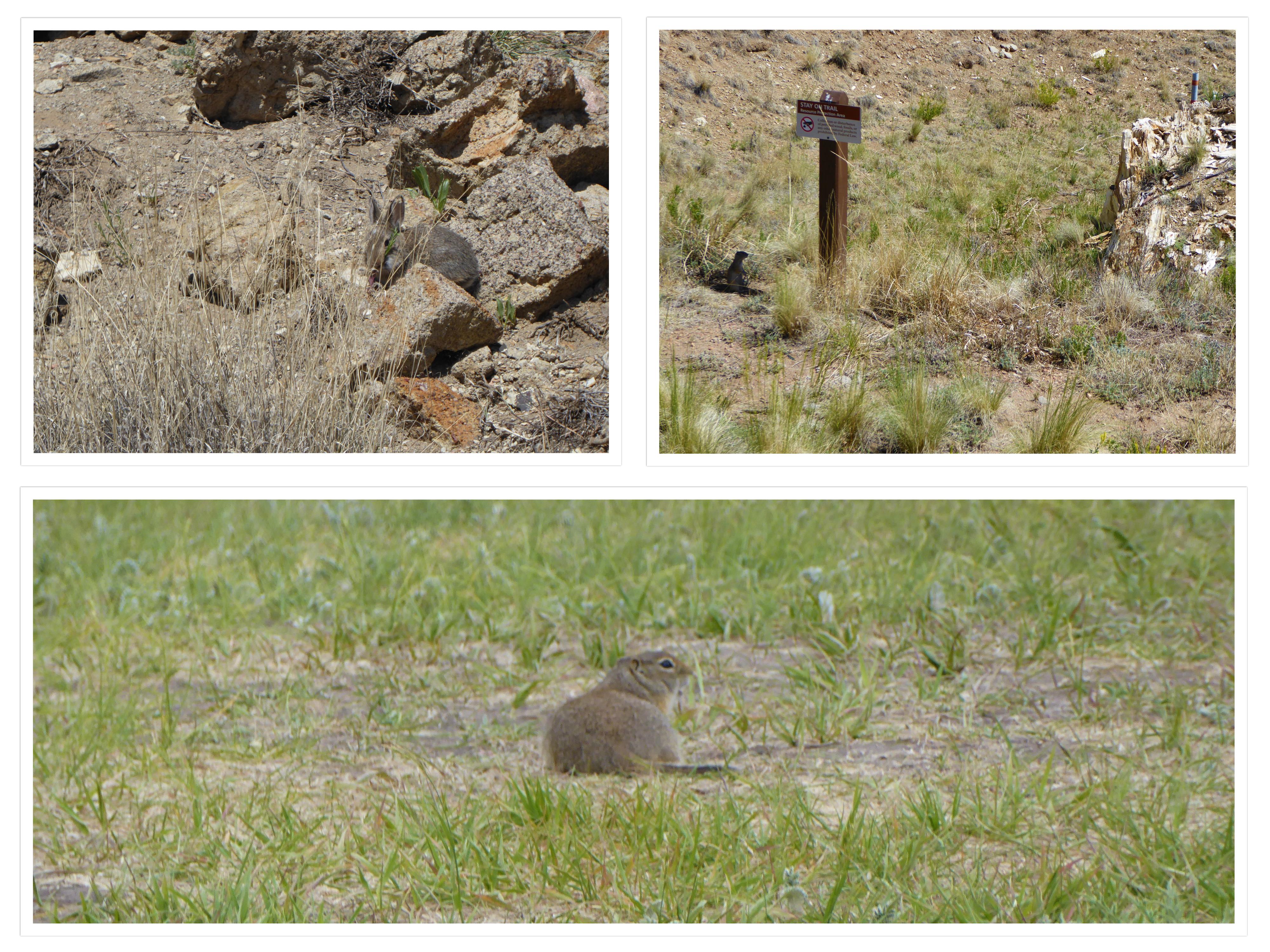 Florissant Fossil Beds