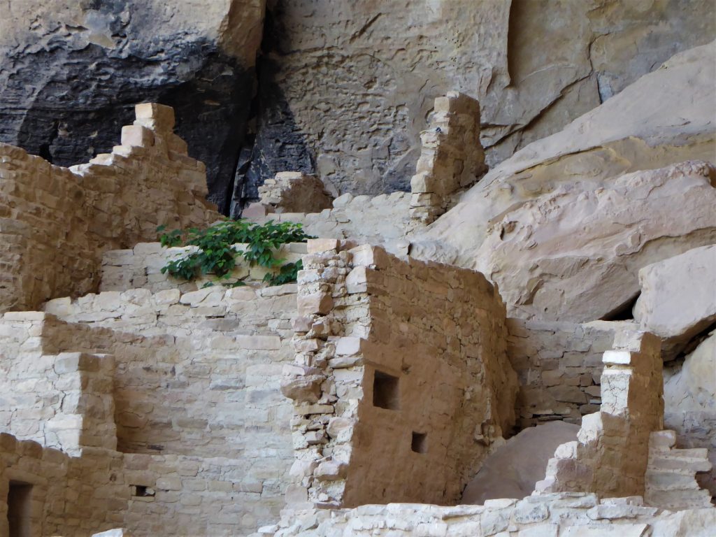 Ultimate Guide to Cliff Palace Tour Plants