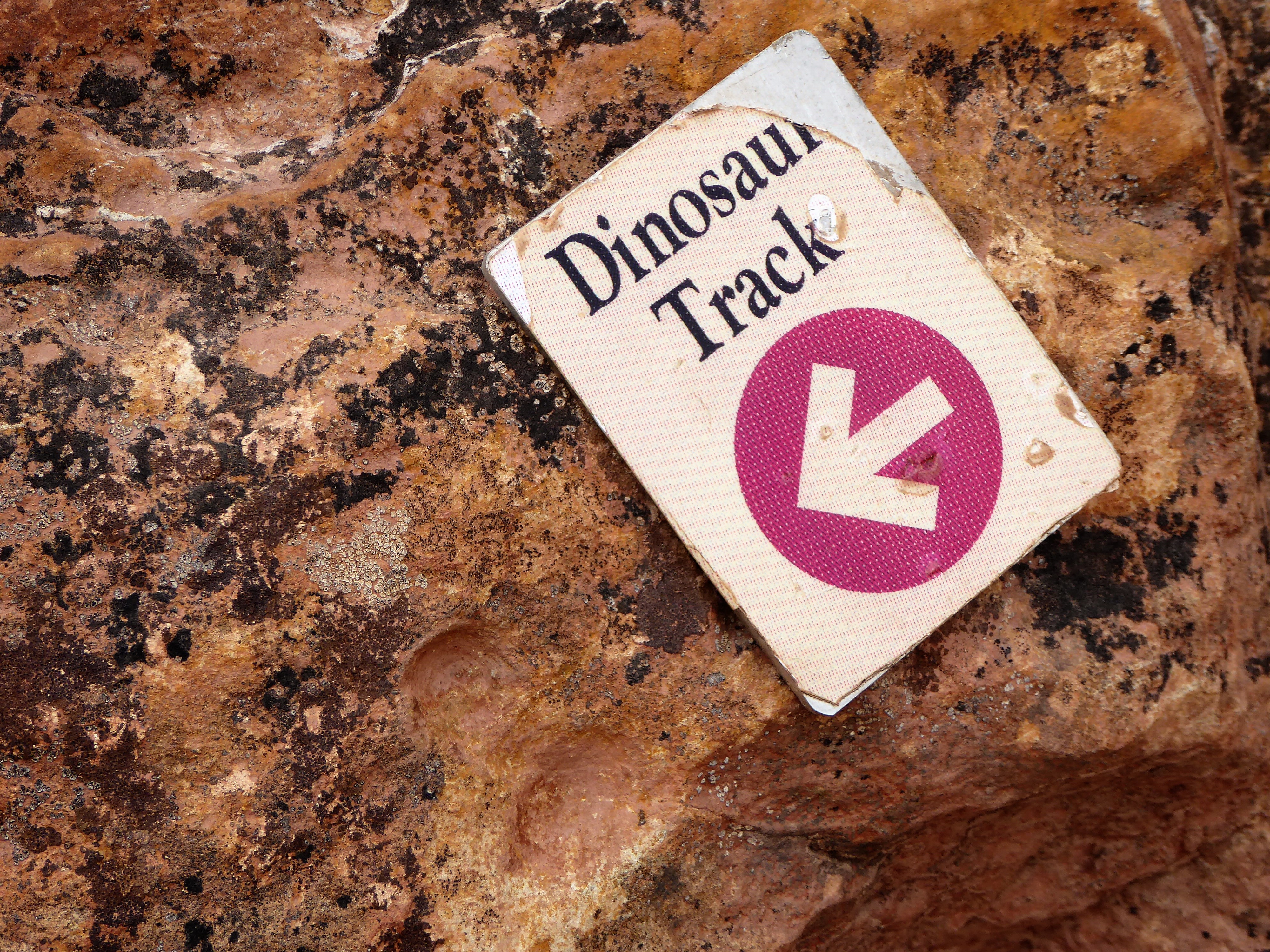 Dinosaur Ridge: Walking in the Steps of Dinos in Colorado