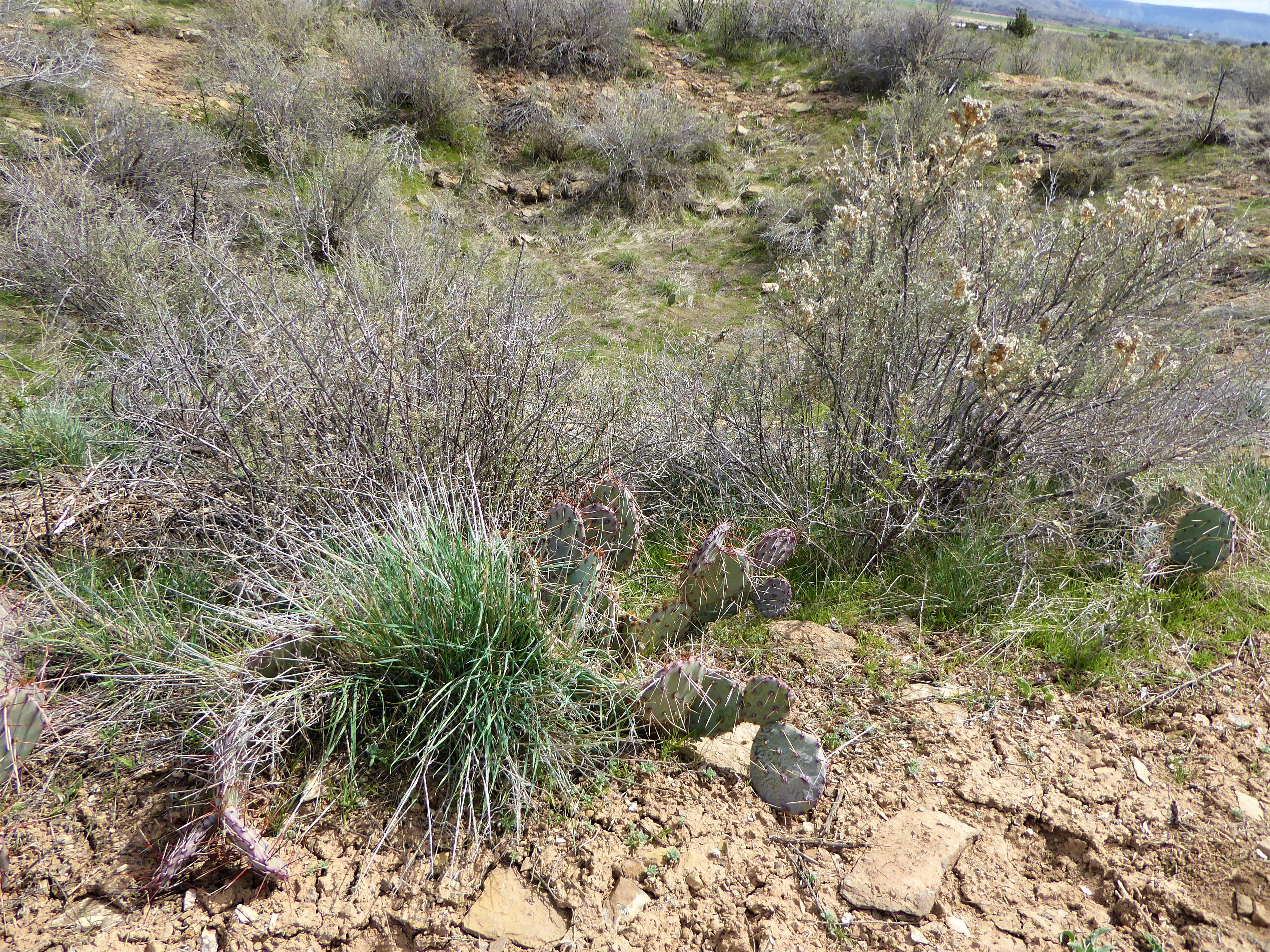 Yucca House National Monument Cacti