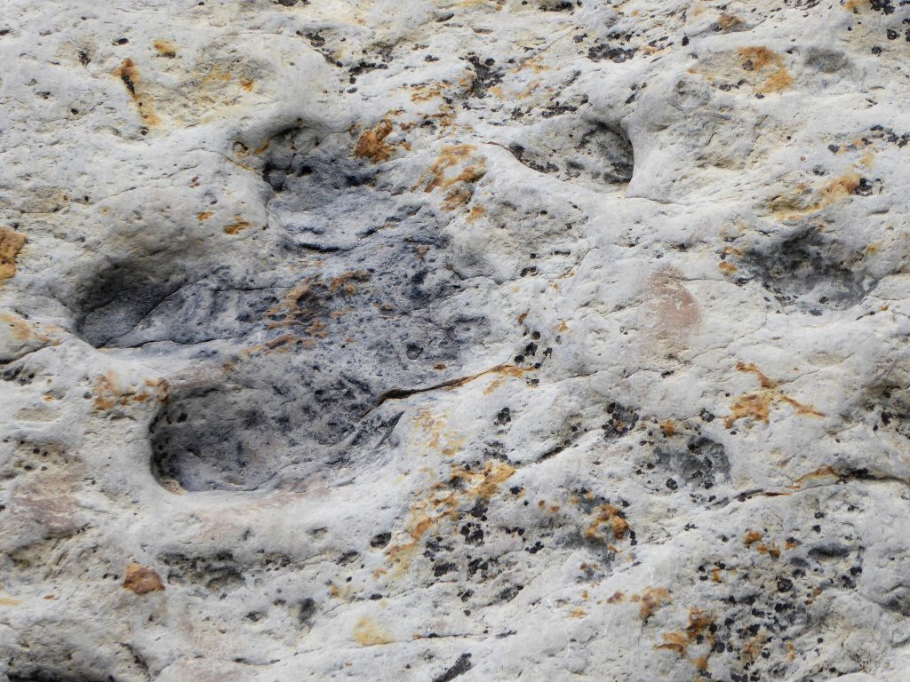 Dinosaur Ridge Dakota Sandstone