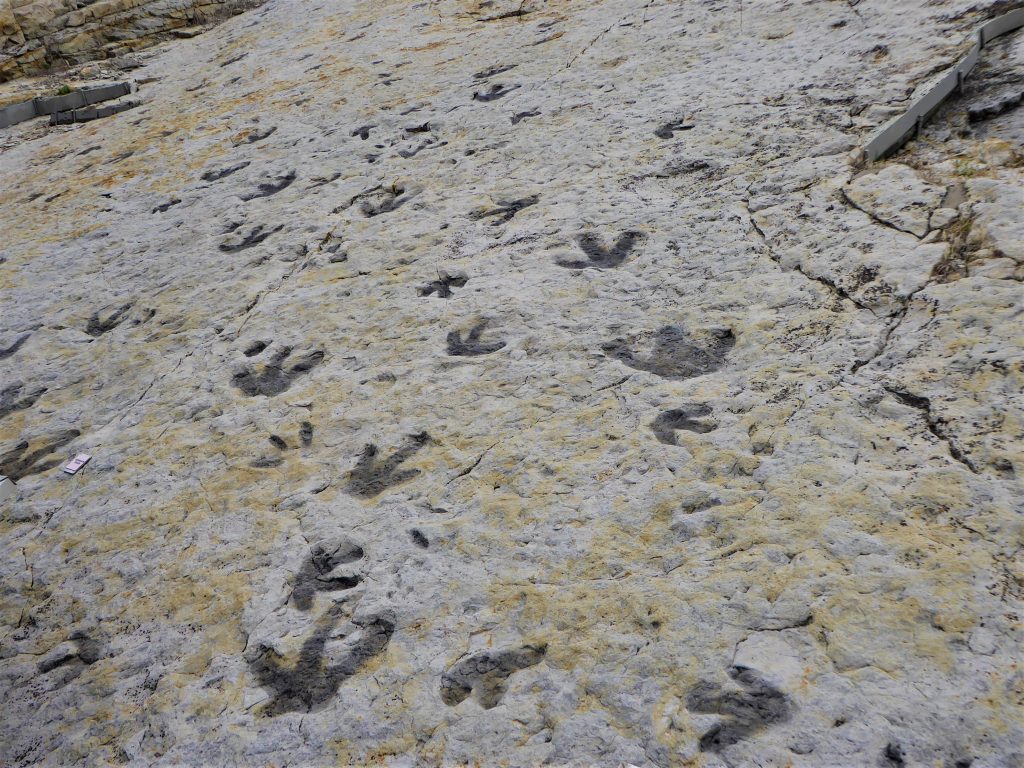 Dinosaur Ridge Tracks