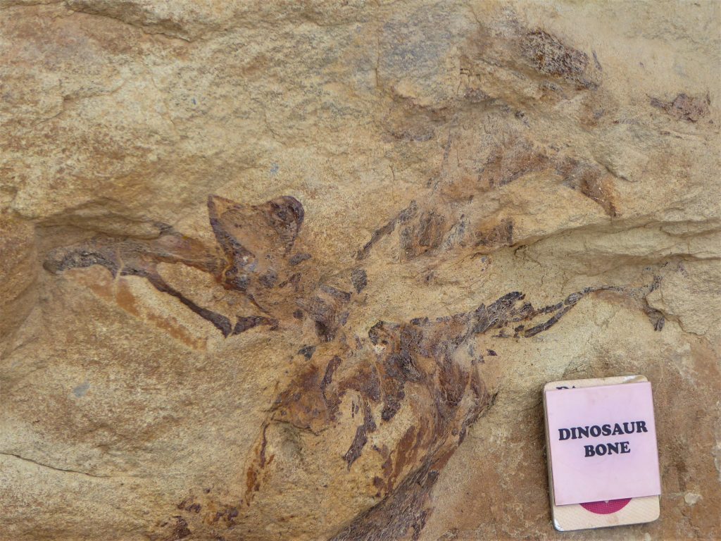 Dinosaur Ridge Preserved Bones