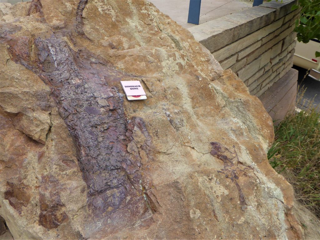 Dinosaur Ridge Large Dinosaur Bone