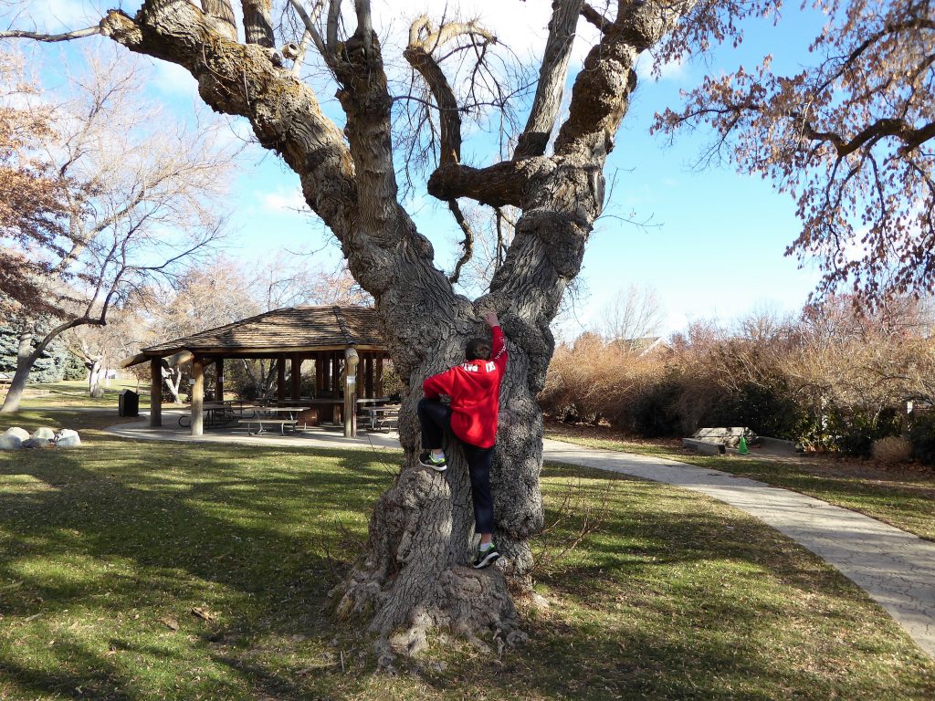 Family Friendly Northern Nevada Mormon Station Tree